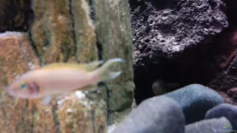 Prinzessin von Aquawater (11)