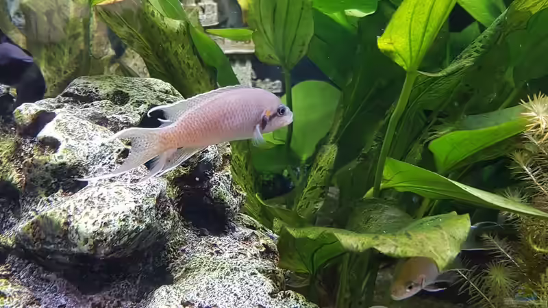 Prinzessin von Borundi - keine Idee - weitergegeben von E2k (23)