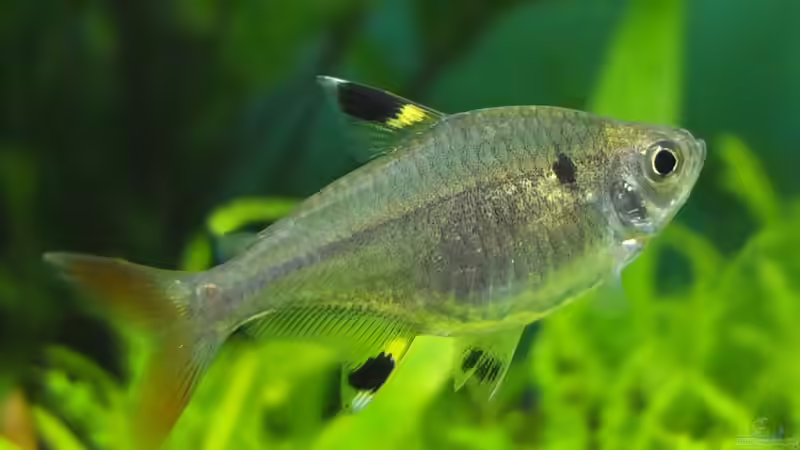 Pristella maxillaris von axolotl (62)