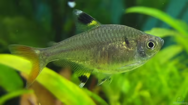 pristella maxillaris von axolotl (95)