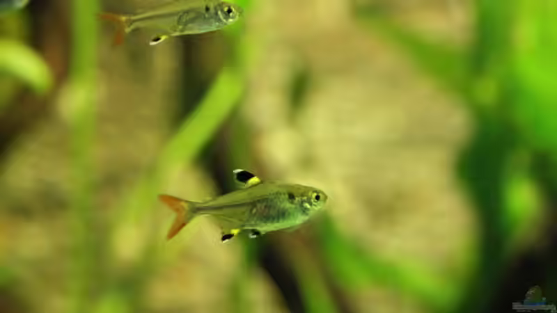 Pristella maxillaris von Fäbi_CH (36)