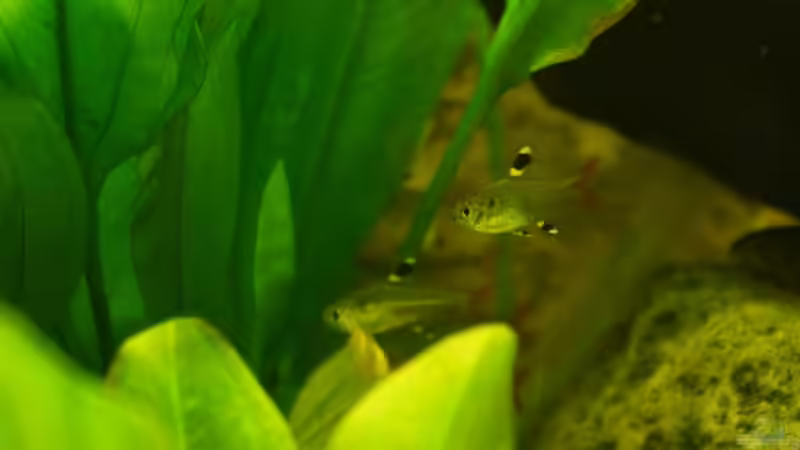 Pristella maxillaris von Fäbi_CH (37)