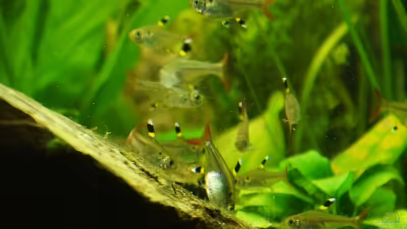 Pristella maxillaris von Fäbi_CH (38)