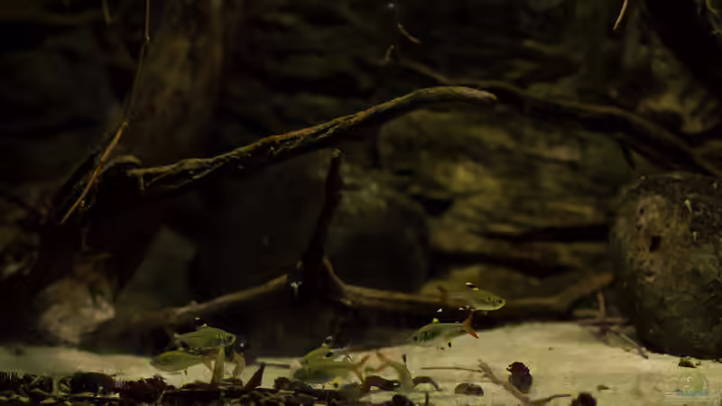 Pristella maxillaris von timo-on-keys (29)