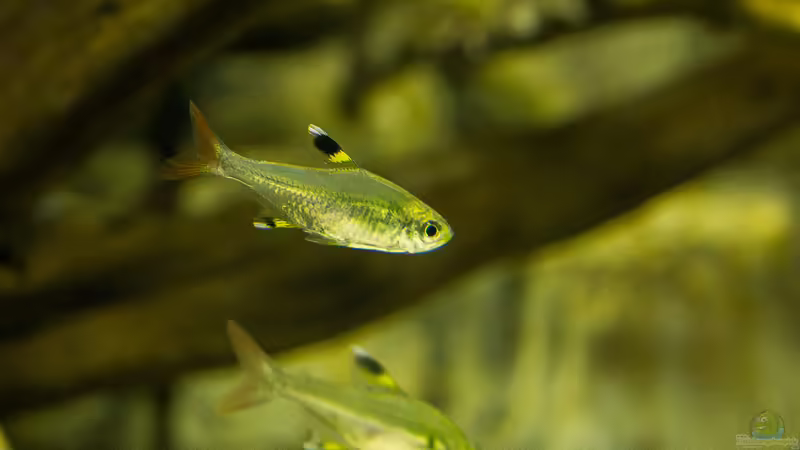 Pristella maxillaris von timo-on-keys (34)