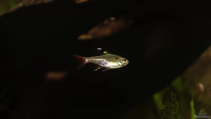 Aquarien mit Pristella maxillaris (Sternflecksalmler)