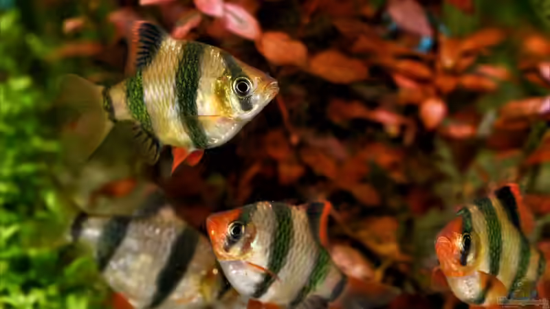 Pro und Kontra Wildfänge in der Aquaristik