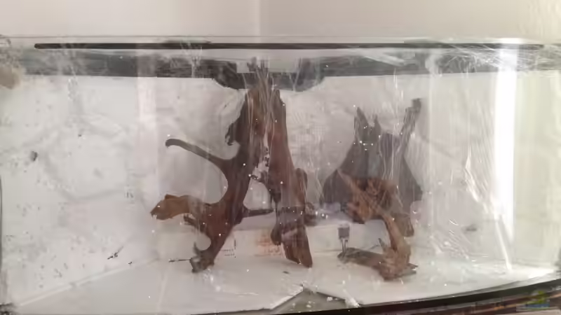 Probe mit Wurzeln von ronnsch (13)