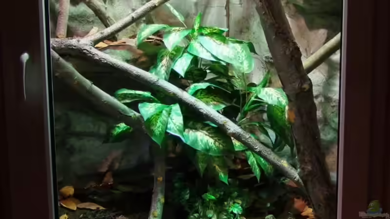 Probelauf,... warten auf den Umzug... von Betta Chris (16)