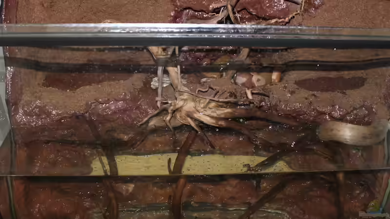 Probelauf von diveman (7)