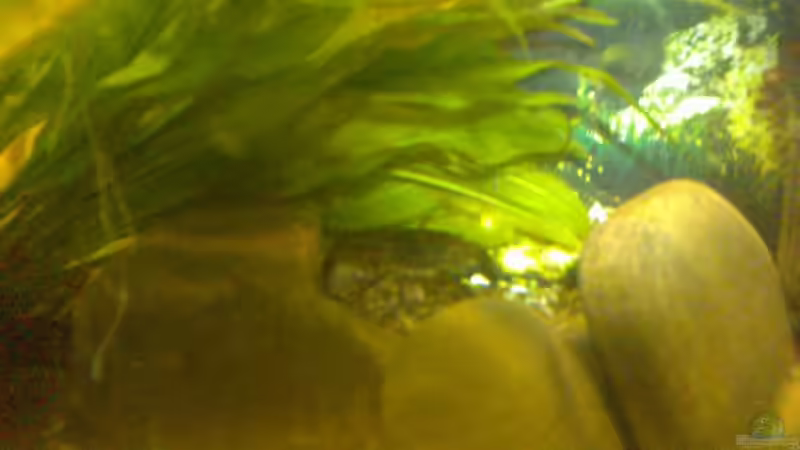 Procambarus sp. Marmor von Thomas Müller (19)