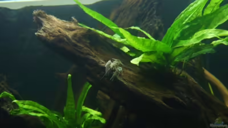 Procambarus vasquezae von lumpi (37)