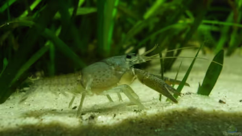 Procambarus vasquezae von lumpi (38)