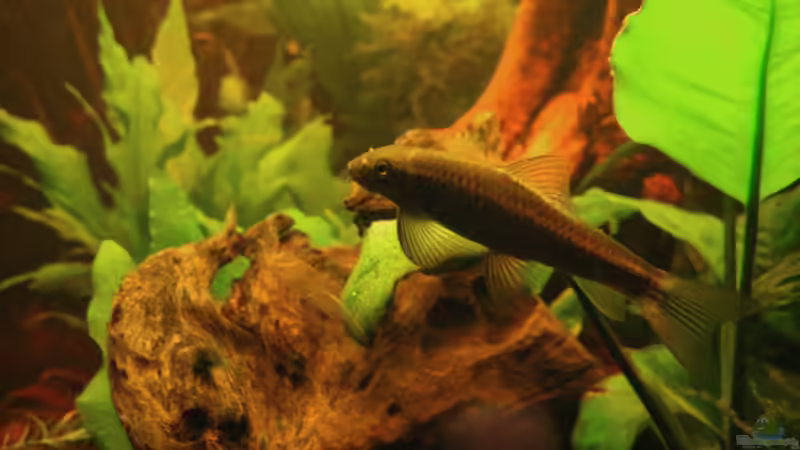 Profialgenfresser ;) von Daniela (39)