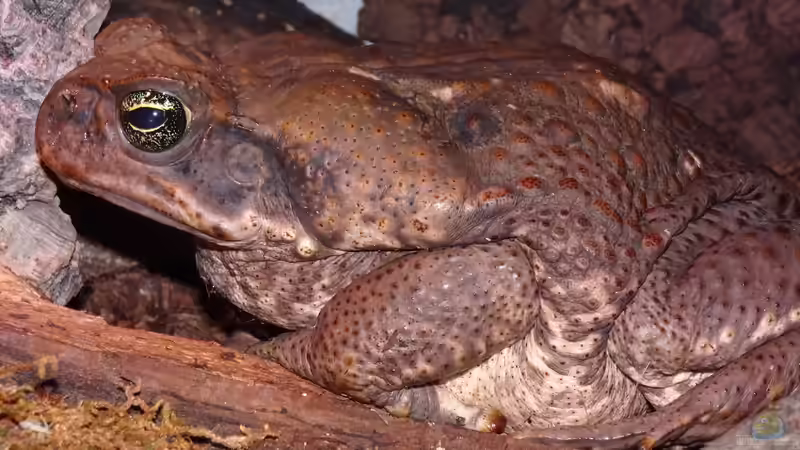 Profilaufnahme von Elßbeth. Man beachte den schleifenden Bauch :) von Cichliden-Kabuff (21)