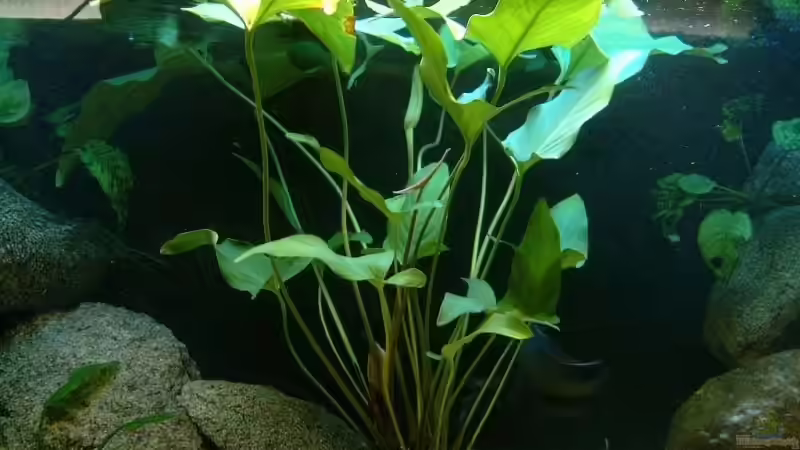 Profilux2 von Josef Knauer (16)