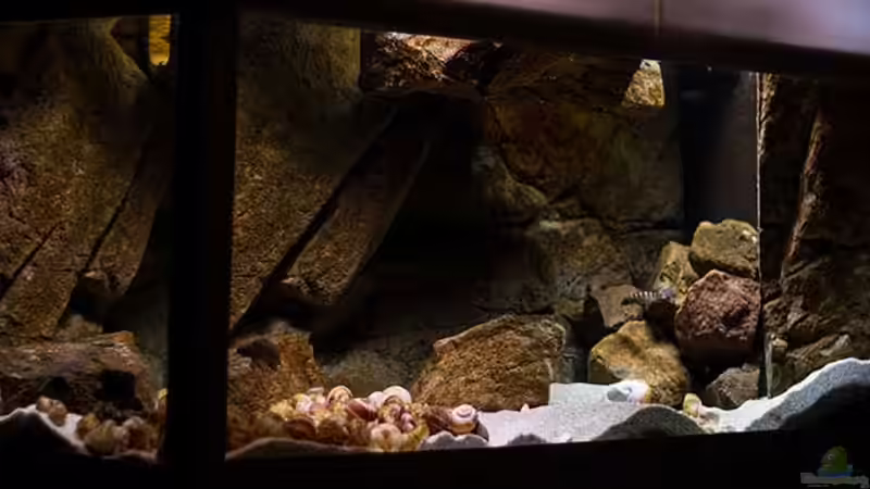 Projekt ´Tanganjika´ - Hells Kitchen von AjakAndi (1)