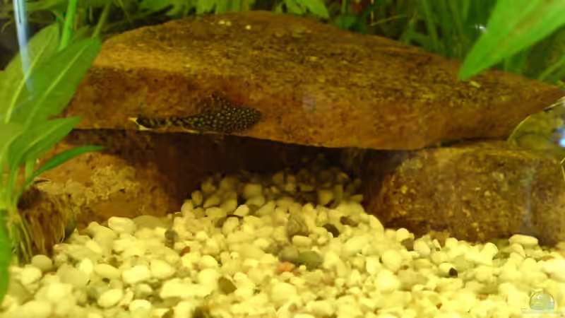 Prophir Steine, vone darauf Ancistrus Nachwuchs aus meinem Südamerika Becken von Peter Krusche (5)