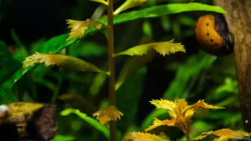 Proserpinaca palustris  16.07.15 von Betta Chris (58)