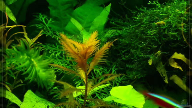 Proserpinaca palustris ???cuba??? ??? Kuba Sumpfkammblatt von Onkel (9)