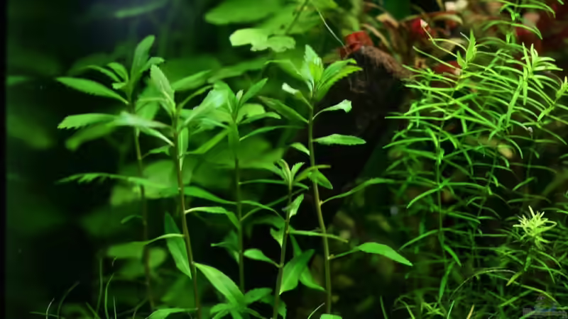 Aquarien mit Proserpinaca palustris