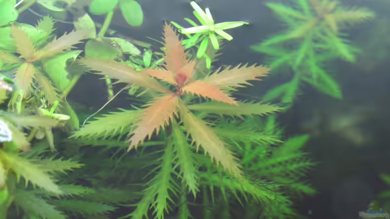 Aquarien mit Proserpinaca palustris