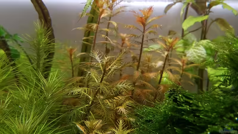 Proserpinaca palustris von YoshiMaus (17)