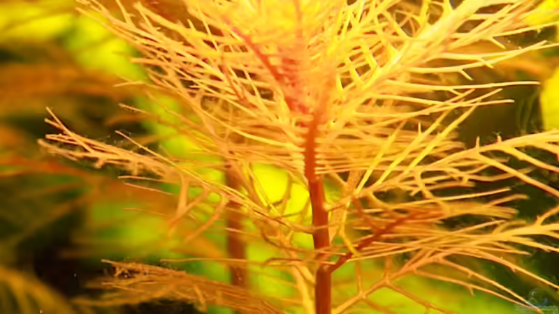 Aquarien mit Proserpinaca palustris