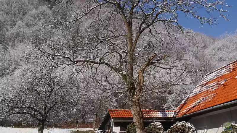 Prost Neujahr - Das Begießen der Obstbäume 