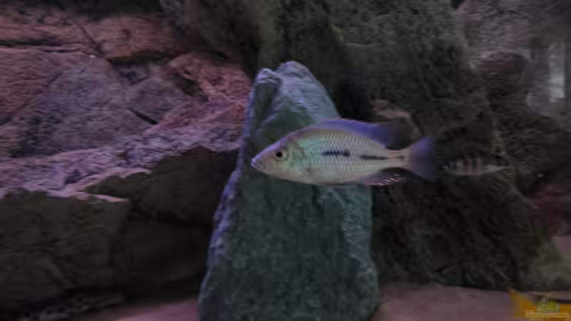 Prot. Similis (29-01-2012) kommt langsam im Farbe von Albert (12)