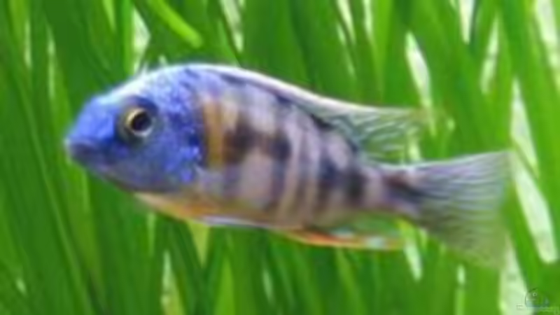 Prot. Taiwan Reef von Tobinhio (8)