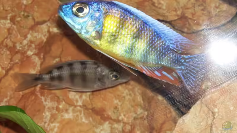 Protmelas spec. steveni von Samson (7)