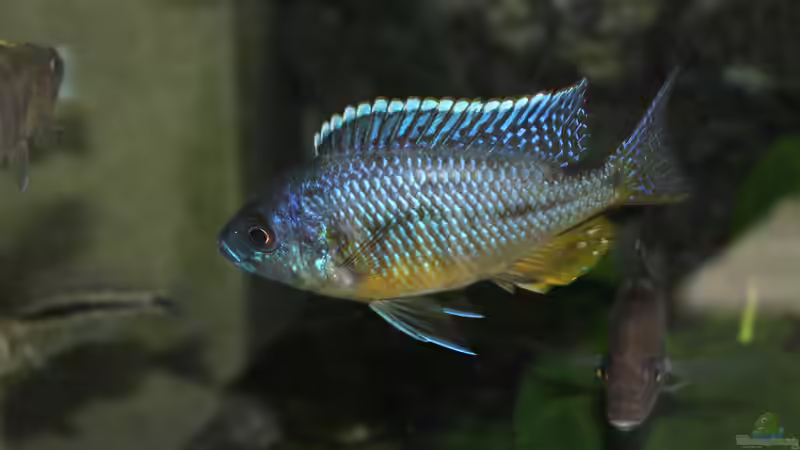 Protmelas Spilonotius Tansania von Lemans (3)