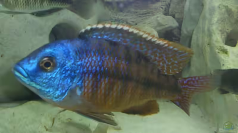 Protomela buazulu von Henni Dampf (12)