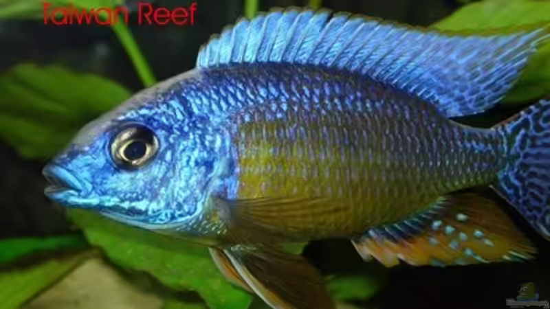 Protomela Taiwan Reef    von Daniel Riedel (17)