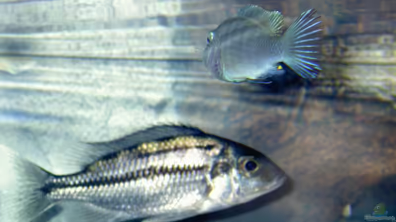 Protomela teaniolatus namelenje  weibchen  von Florian Ober (15)