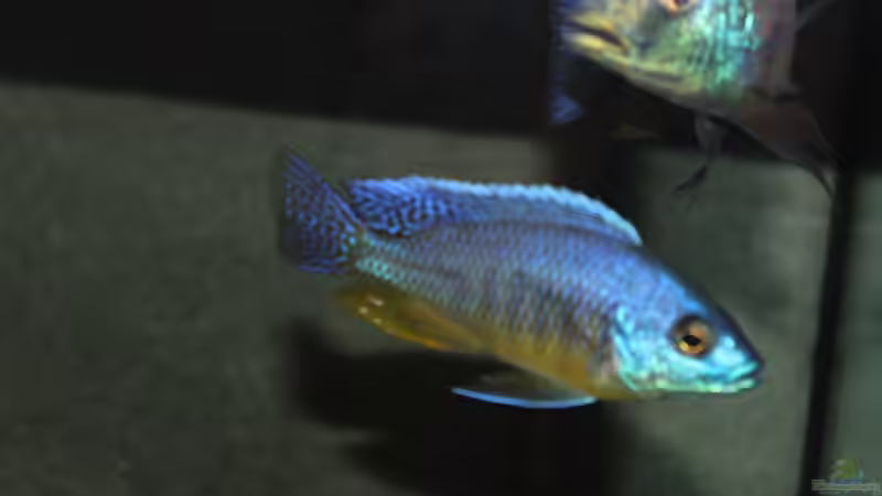 Protomelas	 spilonotus, Tansania von Lemans (32)