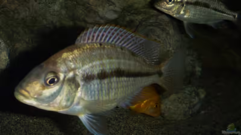 Protomelas ??? Weiblein oder Männlein??? von namaycushfreak (47)