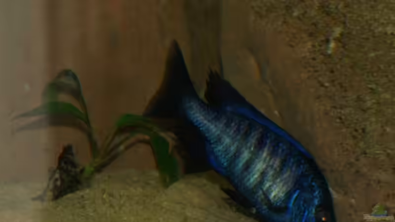 Einrichtungsbeispiele für Protomelas annectens