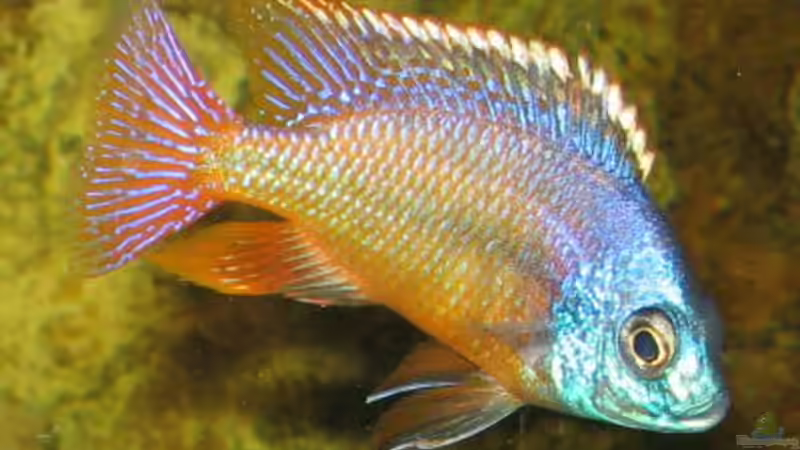 Protomelas Boadzulu Bock Neu von Osman Gökcül (25)