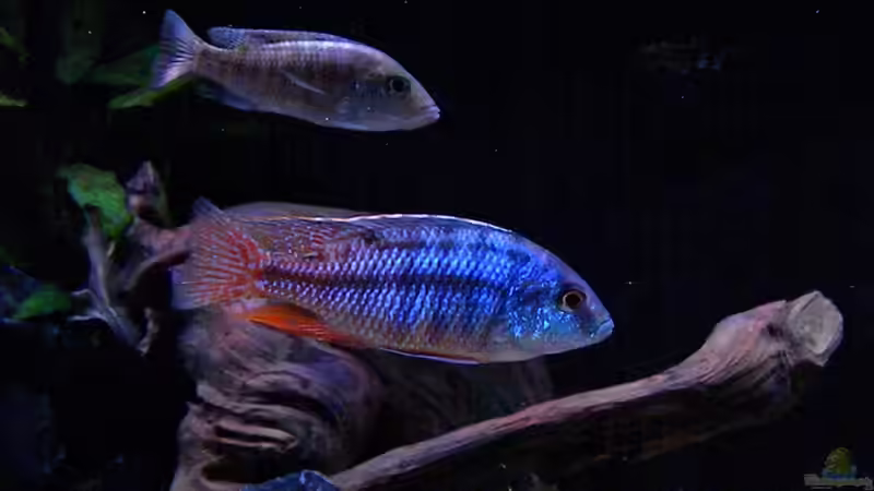 Protomelas Boadzulu von flightsim (172)