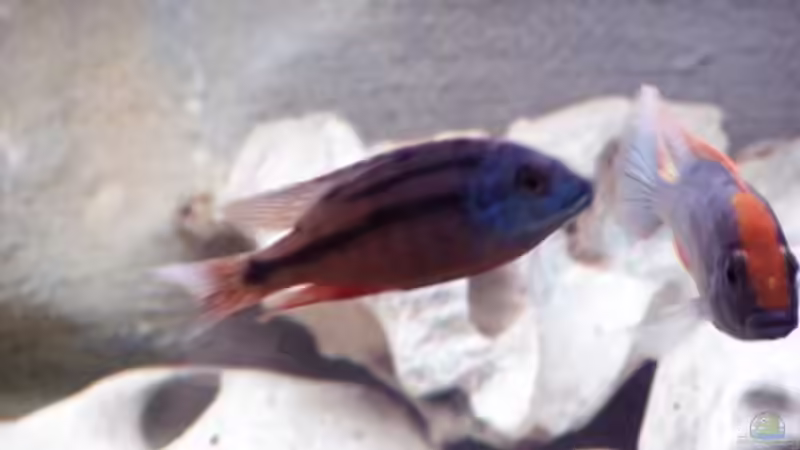 Protomelas Boadzulu von Sven Busch (17)