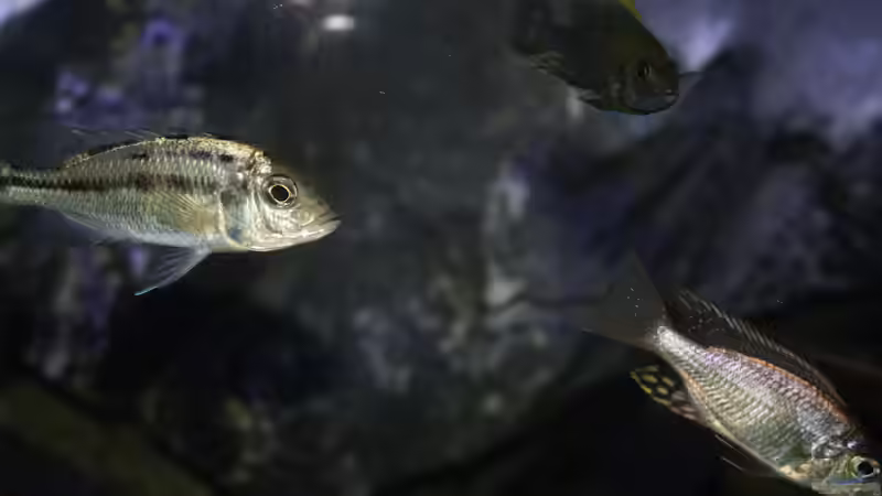 Protomelas Dame und (inzwischen nicht mehr im Besatz) Iwanda Hai Reef und Aquilonium von Tobias Summerer (59)