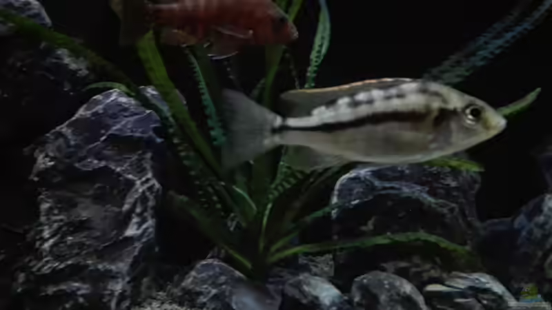 Protomelas dejunctus Jungtier von Heike Fuchs (41)