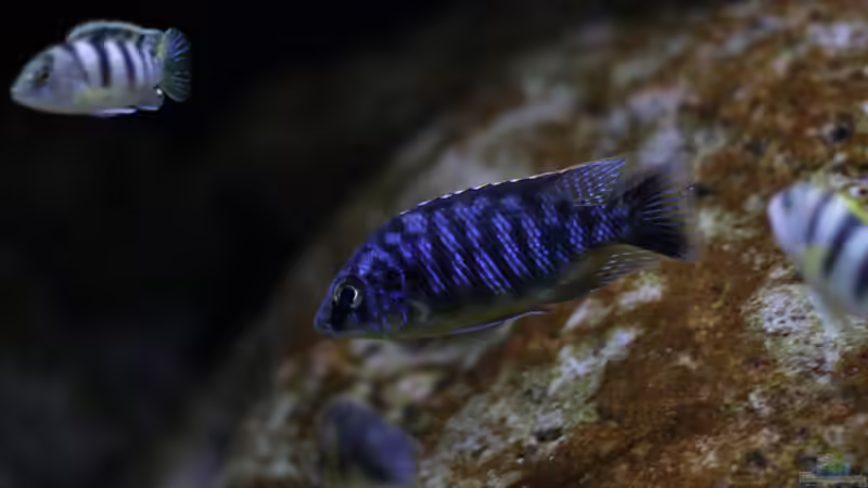 Protomelas fenestratus chewere von StevenS (28)