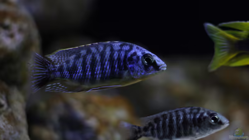 Einrichtungsbeispiele für Protomelas fenestratus