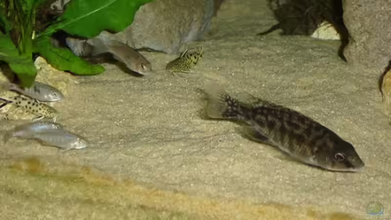 Protomelas fenestratus Nkanda weibchen von ertzuio (21)