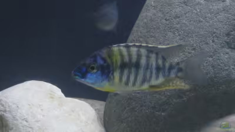 Protomelas fenestratus Nkanda ´yellow tiger´ von Dominik Steigewald (16)