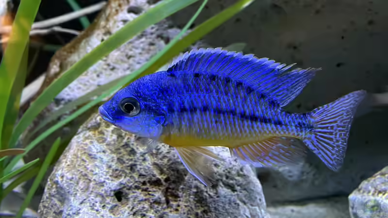 Protomelas fenestratus steveni Eastern von AW. (30)