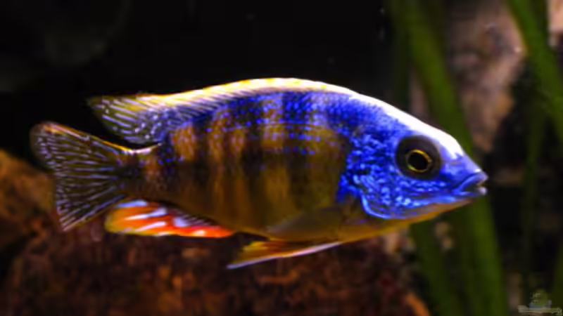 Protomelas fenestratus Taiwan reef male von Malawigo (49)